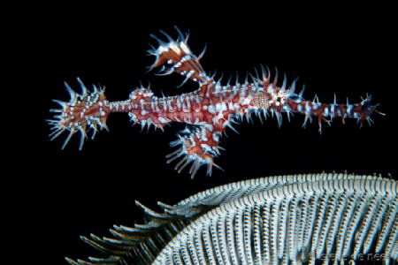 Ornate Ghost Pipefish hanging next to a crinoid. by Steve De Neef 
