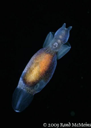 Swimming snail also known as a Pteropod. A pelagic gastro... by Rand Mcmeins 