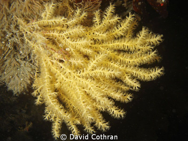 Antarctic octocoral, Paragorgia sp. photographed in Strom... by David Cothran 