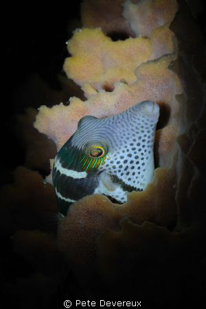 Night dive cameo taken with torchlight as forgot to recha... by Pete Devereux 