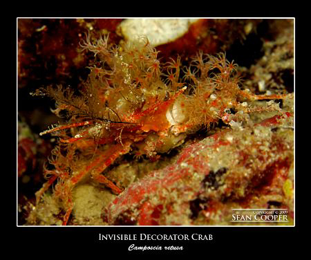 Invisible decorator crab, taken with a Canon G10 and an E... by Sean Cooper 