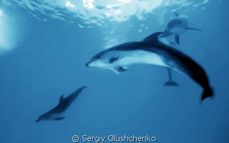 Dolfines by Sergiy Glushchenko 