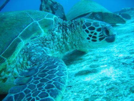 Hawaiian Green Turtle at rest on wheelhouse of St Anthony... by Ian Mcgraw 