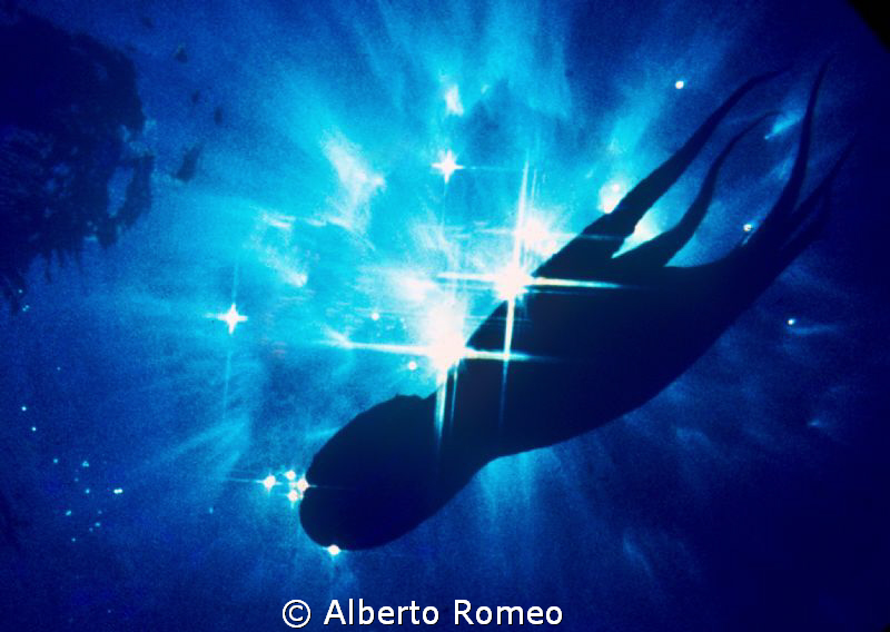 A "Octopus vulgaris"  escaping  shotted sunbackligh with ... by Alberto Romeo 