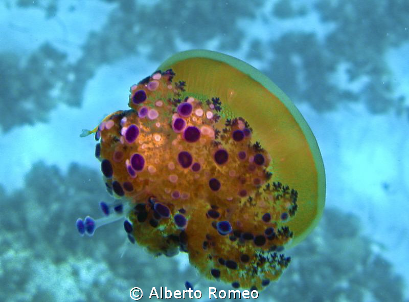 Portrait of a jellyfish Cassiopea Mediterranea "Cotylorhi... by Alberto Romeo 