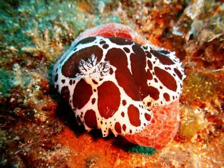 Discodoris Atromaculata
Shot in Cyprus Zephyros Reef dow... by Aziz Tufan Saltik 