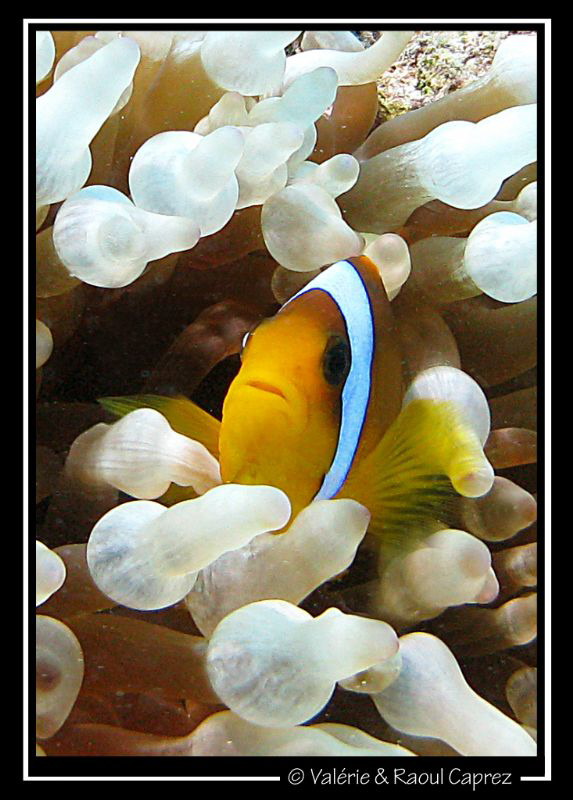 Picture taken in Sharm El Sheikh with a Canon G9. by Raoul Caprez 