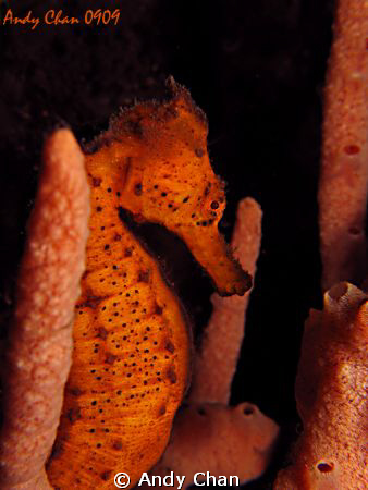 Sea Horse - Hippocampus taeniopterus on G 9 by Andy Chan 