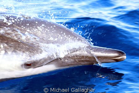 Dolphin riding our bow wave en route to Cocos Island by Michael Gallagher 
