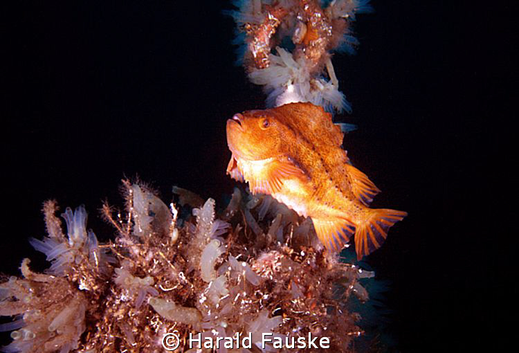 Rognkall(cyclopterus lumpus) guarding his eggs from preta... by Harald Fauske 