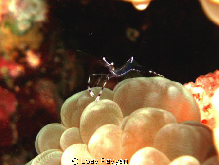 Transparent Lobster on Anemone, picture taken at sunset by Loay Rayyan 