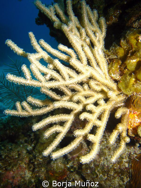 Beautifull coral.
I was gifted to name this dive spot wh... by Borja Muñoz 