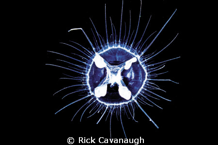 Freshwater Jellyfish in Blanch Quarry in North Carolina. ... by Rick Cavanaugh 
