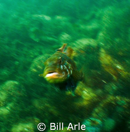 Hood Canal, Puget Sound, USA.  This fish was sitting on t... by Bill Arle 