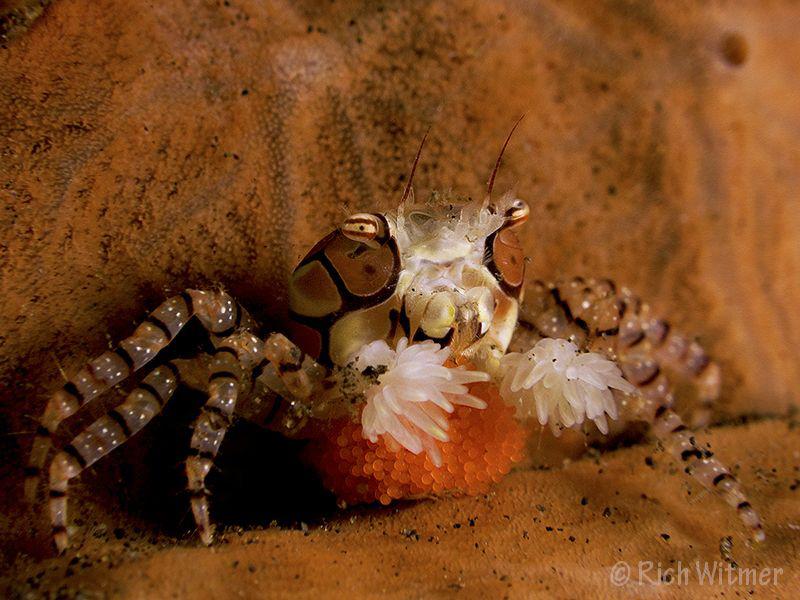 Boxer Crab with eggs (Lybia tessellata).  Taken in Tulamb... by Richard Witmer 