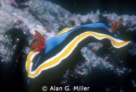 Nudibranch, taken in the outer coral sea with a Nikonos V... by Alan G. Miller 