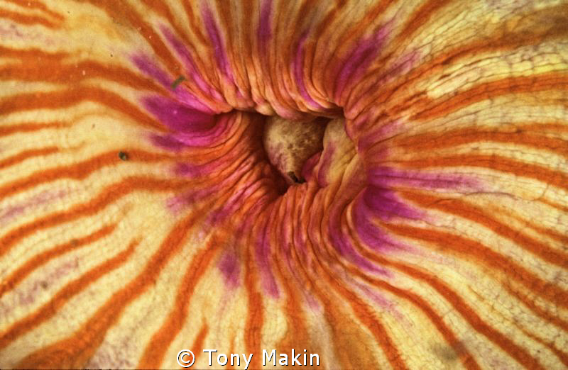 Candy stripe anemome abstract. (don't use your imagination ) by Tony Makin 