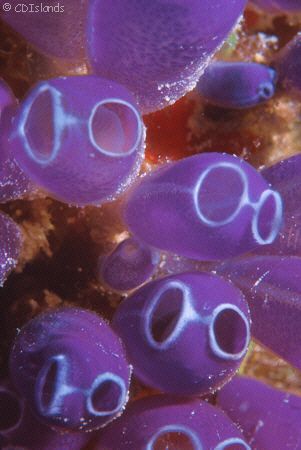 Cheap Sunglasses - These dudes (bluebell tunicates) look ... by Pauline Jacobson 