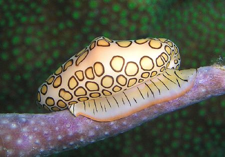 Flmingo tongue sitting on a coral branch, Bonaire Neth. A... by Christian Skauge 