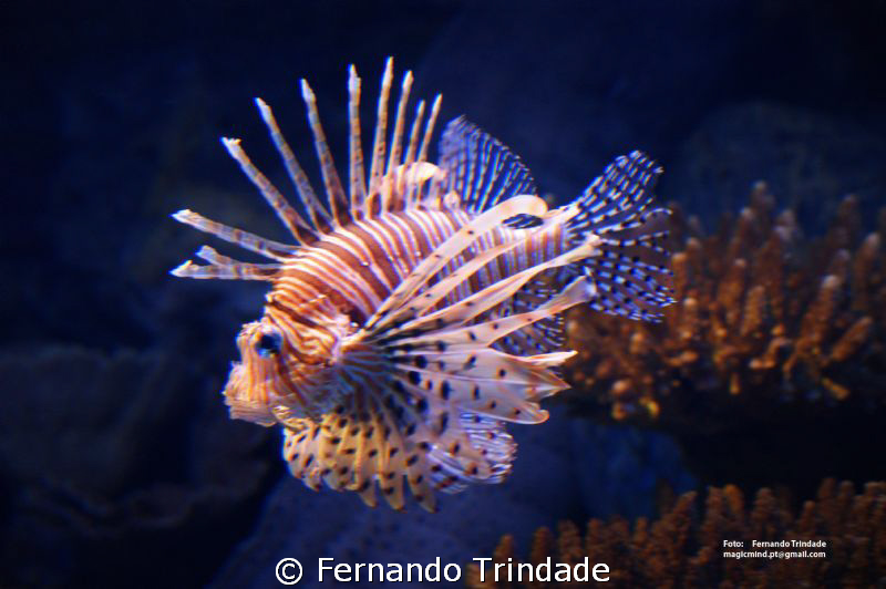 Antennae Dragon fish by Fernando Trindade 