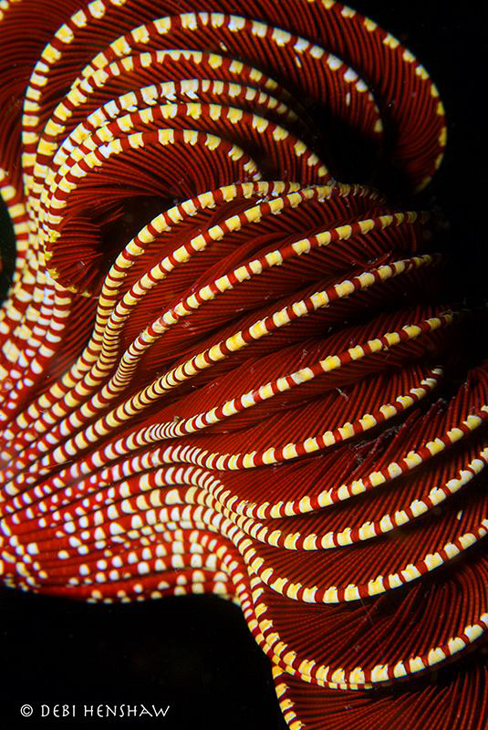 "Crinoid" A different take on a common subject. Malapascu... by Debi Henshaw 