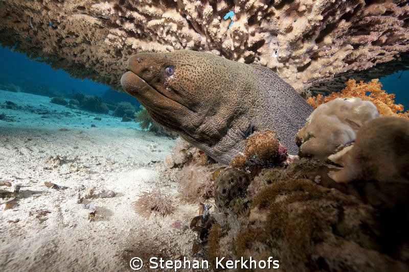 Giant Moray taken under a huge table coral at Yolanda Reef. by Stephan Kerkhofs 