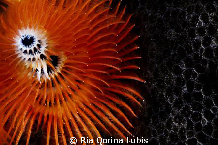 Christmas tree worm, Spirobranchus giganteus
Location: K... by Ria Qorina Lubis 