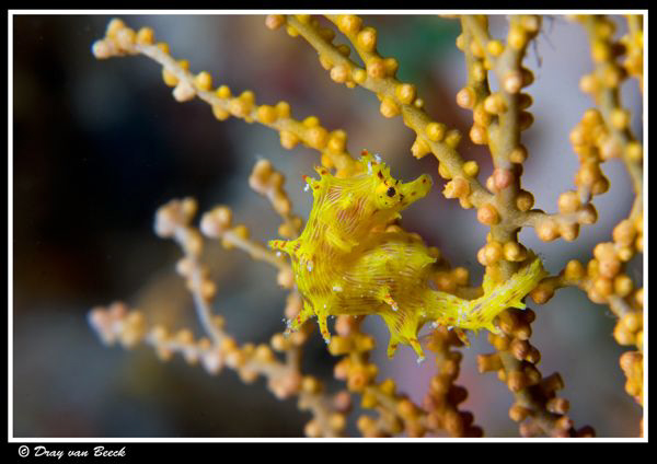 One more time time. Soft coral pygmy seahorse . (10mm sma... by Dray Van Beeck 