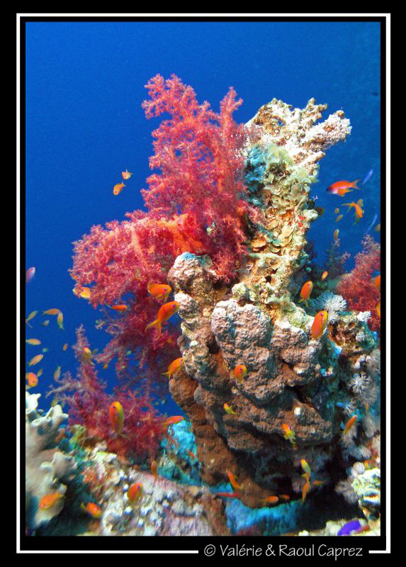 Picture taken in Dahab with a Canon G9. by Raoul Caprez 