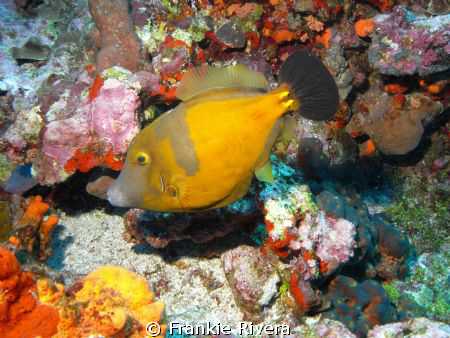 Filefish @ Monito Island, Puerto Rico by Frankie Rivera 