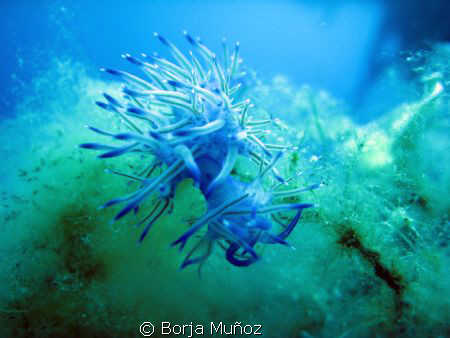 Little blue friend by Borja Muñoz 