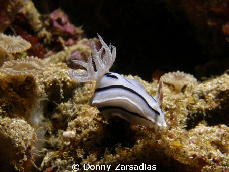 Dunno the specie of this nudi. Will just check it out at ... by Donny Zarsadias 