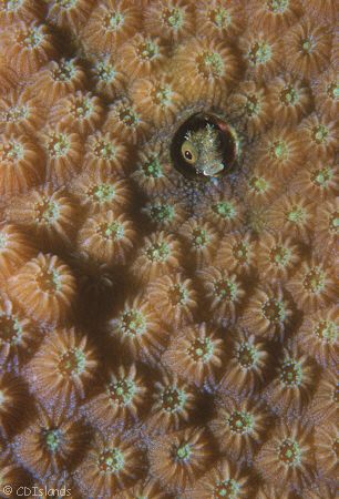 Spinyhead Blenny in Star Coral. These tiny fish inhabit t... by Pauline Jacobson 