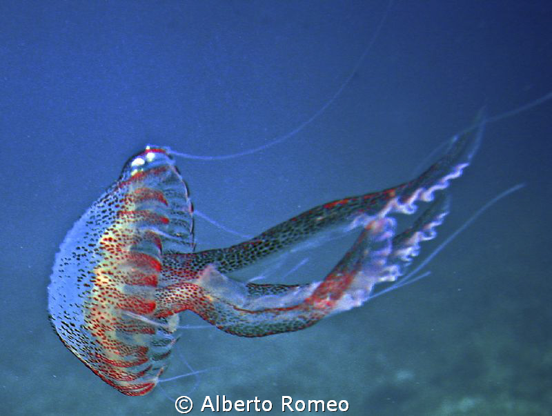 Portrait of a jellyfish Pelagia noctiluca by Alberto Romeo 