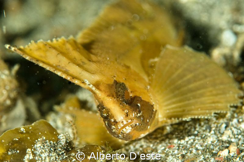 Leaf scorpionfish by Alberto D'este 