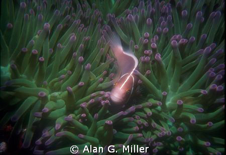 anemonefish, taken at dogtooth pinnacle with a Nikonos V ... by Alan G. Miller 