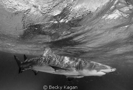Reflections of a Lemon shark by Becky Kagan 