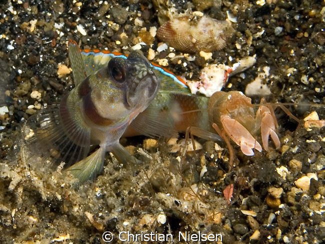 Partners in crime.
The Goby and partner Shrimp are kind ... by Christian Nielsen 