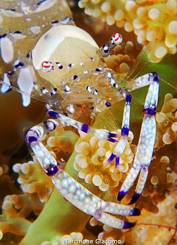 Crystal shrimp
Nikon D200, 105 micro, ywin strobo 
Gili... by Marchione Giacomo 