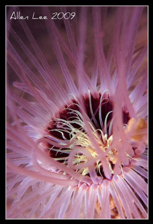 Tube anemone.Nikon F100,60mm,f11,1/180,YS-120,RVP100. by Allen Lee 