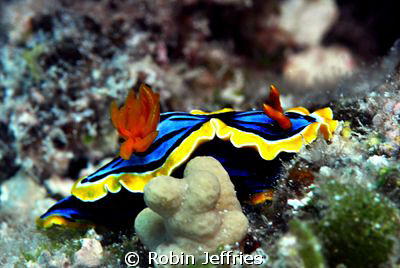 my favorite nudi's , taken at the Marion reef atoll in th... by Robin Jeffries 
