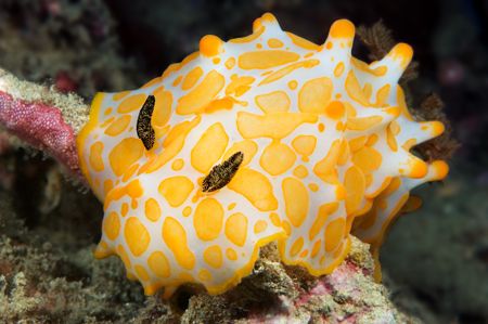 Gold Spotted Halgerda nudibranch in the rubble near Kwato... by Erin Quigley 