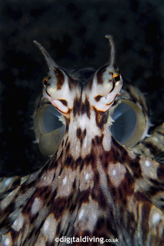 "Mami" - Portrait image of Mimic Octopus by David Henshaw 