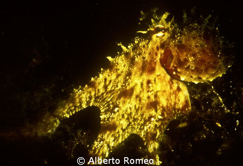 Portrait of an Octopus vulgaris in a night dive by Alberto Romeo 
