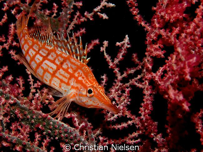 Looking for Pigmy Seahorses we came by this beautiful Lon... by Christian Nielsen 