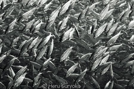 school of milkfish by Heru Suryoko 