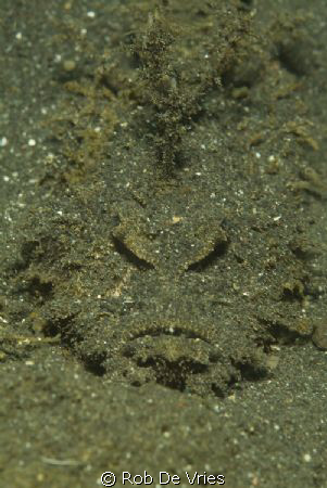 Devil Scorpionfish in black sand by Rob De Vries 