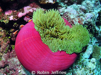 Taken in the Marion reef lagoon. Gorgeous Anemone & pinki... by Robin Jeffries 