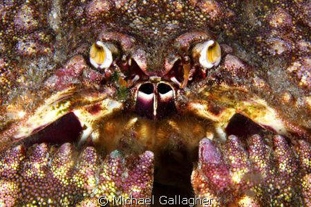 Box crab portrait, taken at night at Cocos Island by Michael Gallagher 