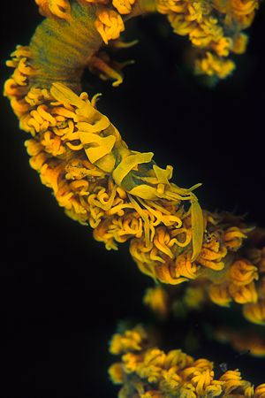 Yellow Shrimp on whip coral, Sulawesi. by Erin Quigley 